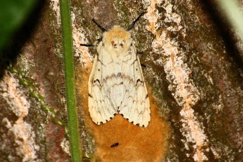 Lymantria dispar maschio